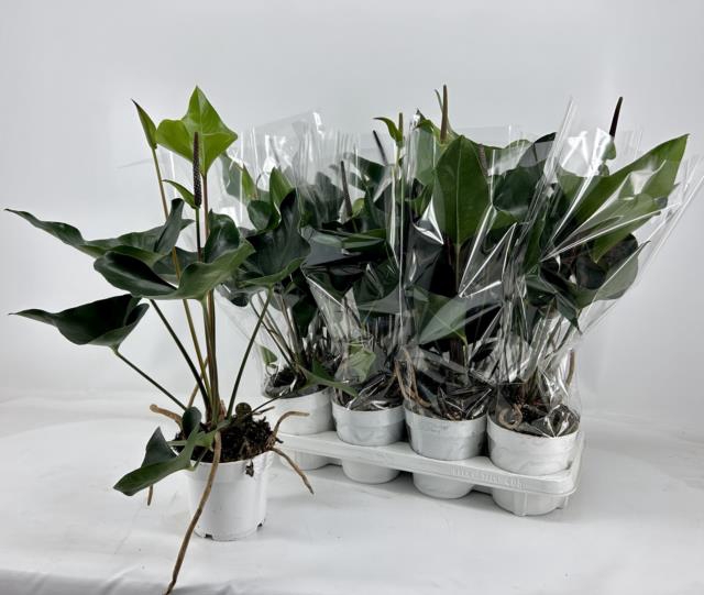 Anthurium Arrow 14Ø 50cm 1fl