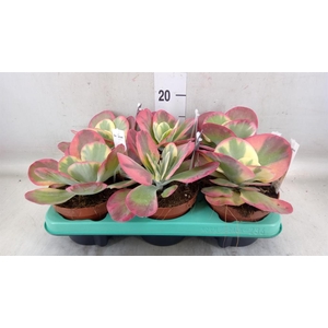 Kalanchoe NF thyrsiflora