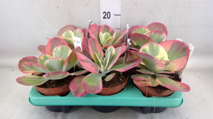 <h4>Kalanchoe NF thyrsiflora</h4>