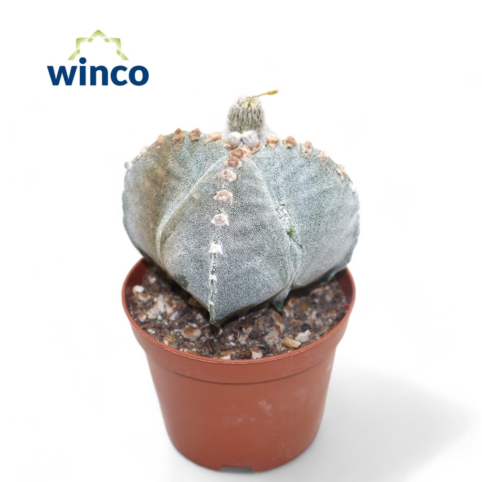 <h4>Astrophytum Myriostigma Quadricostata</h4>