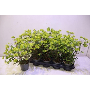 arr8 Euph Am Purpurea