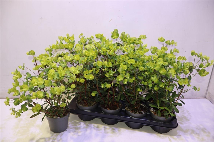 <h4>Euph Am Purpurea</h4>