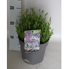 vaste planten 19 cm  Lavendel Spear Blue