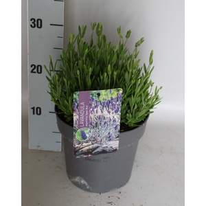 vaste planten 19 cm  Lavendel Spear Blue