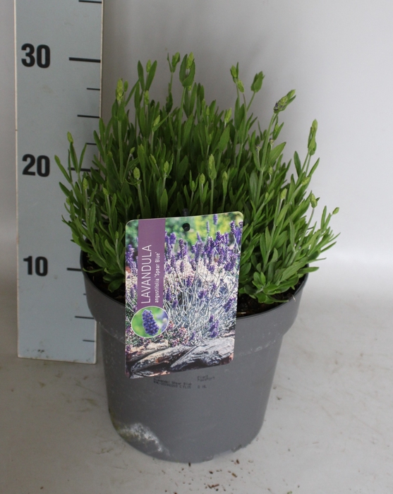 <h4>vaste planten 19 cm  Lavendel Spear Blue</h4>