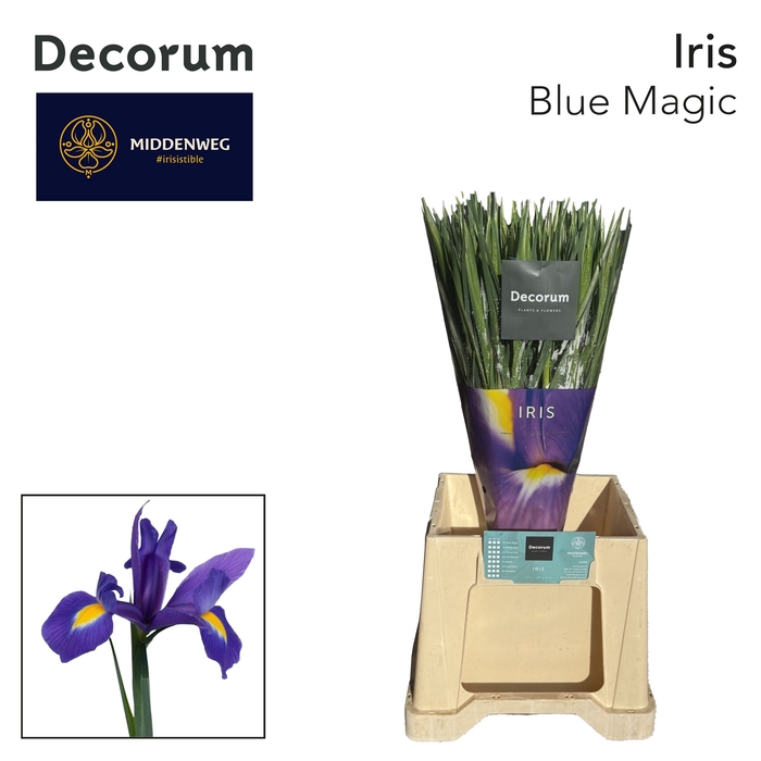 <h4>Iris Iris Blue Magic</h4>
