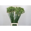 Allium Nectaroscordum Siculum