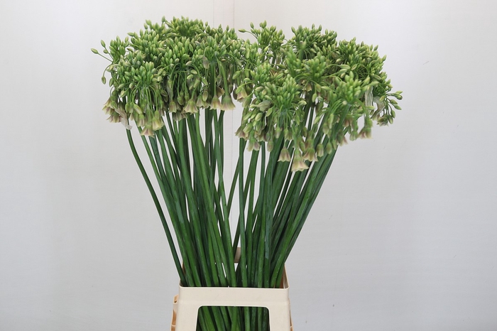 <h4>Allium Nectaroscordum Siculum</h4>