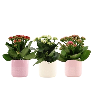 Kalanchoë 3 color mix in Toulouse ceramics