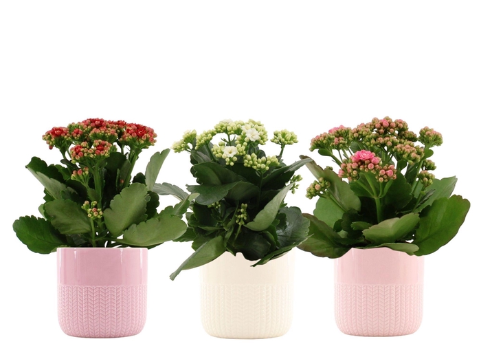 <h4>Kalanchoë 3 color mix in Toulouse ceramics</h4>