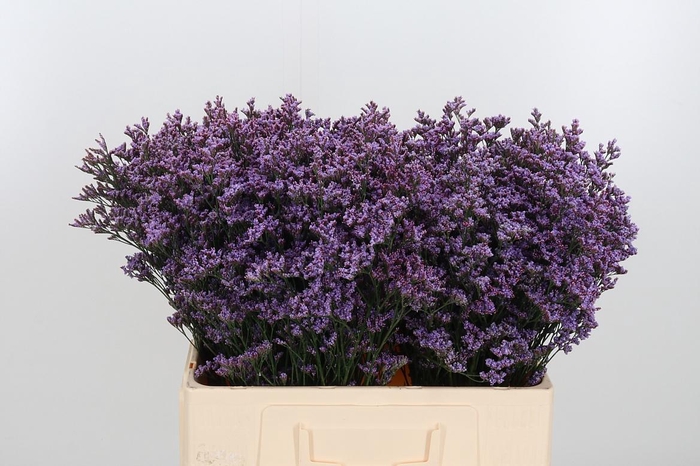 <h4>Lim Saf Pink Sky</h4>