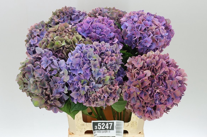 <h4>Hyd Rodeo Purple Classic</h4>