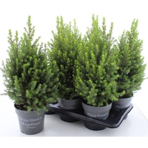 PICEA GL MAGNIFIQUE