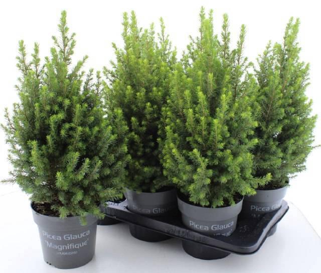 <h4>PICEA GL MAGNIFIQUE</h4>