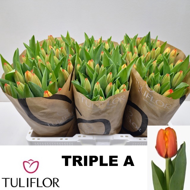 <h4>TU EN TRIPLE A</h4>