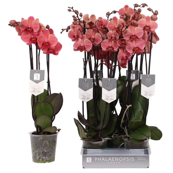 <h4>Phalaenopsis Narbonne, 3-spike 22+</h4>
