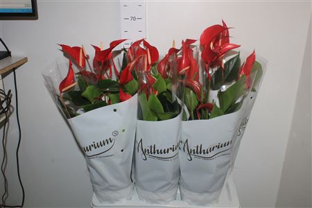 <h4>Anthu An Mille Fleurs Roja ** 8-10 Flowers **</h4>