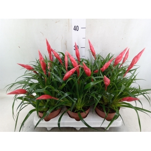Vriesea  'Astrid'