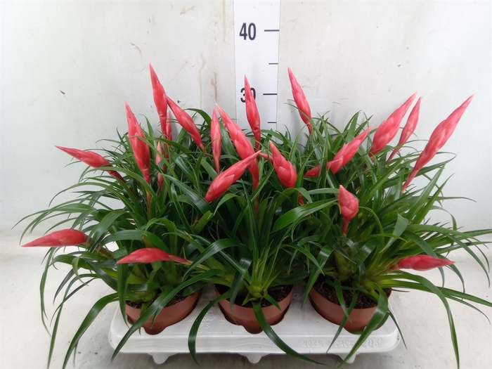 <h4>Vriesea  'Astrid'</h4>