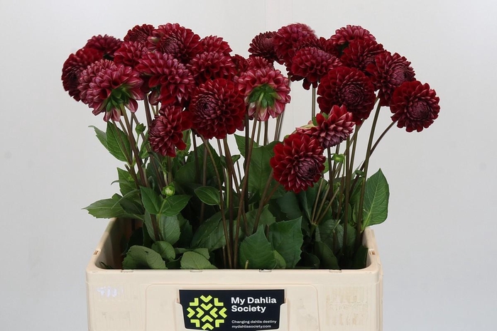 <h4>Dahlia Cornel</h4>