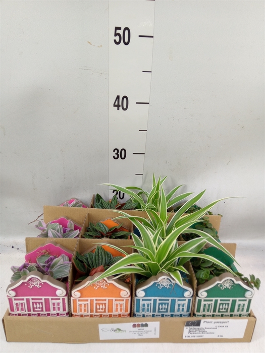 <h4>Planten  ..in schaal L%</h4>