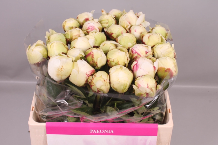 <h4>Paeonia Ivory Victory | Heavy Quality</h4>
