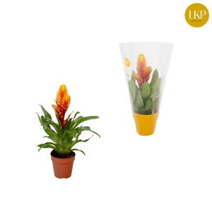 Vriesea Eldorado Geel (Met Hoes)