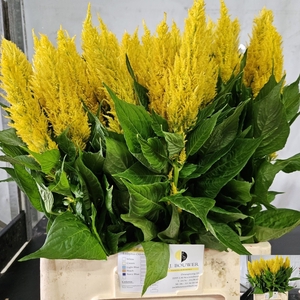 CEL P SUNDAY YELLOW