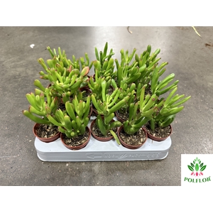 Crassula ovata Horn Tree 6Ø 10cm