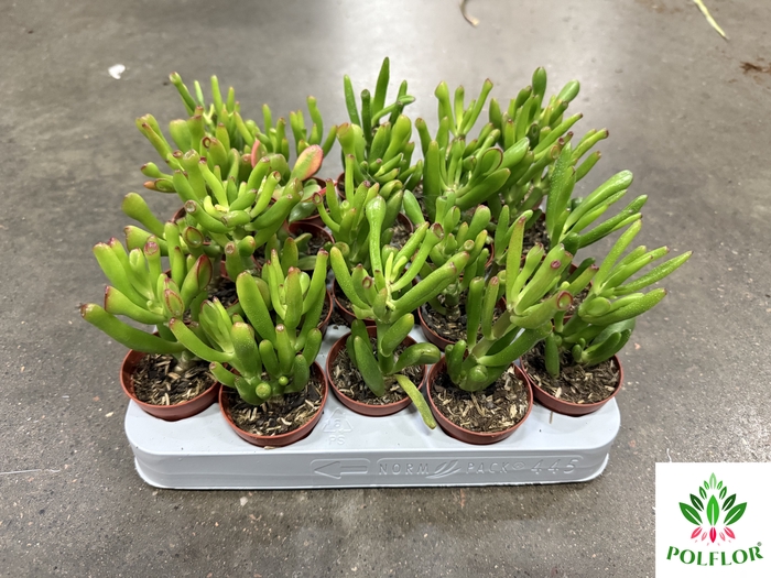 Crassula ovata Horn Tree 6Ø 10cm