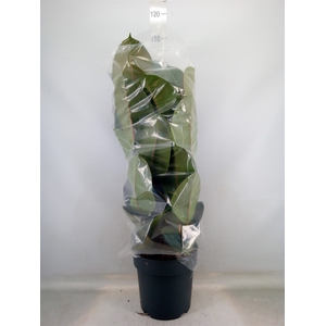 Ficus elastica 'Robusta'