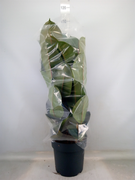 <h4>Ficus elastica 'Robusta'</h4>