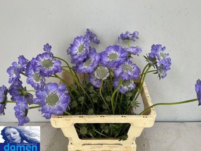 <h4>SCAB C STAEFA</h4>