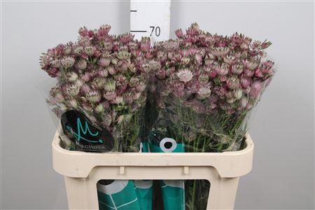 <h4>Astr Star Of Africa</h4>