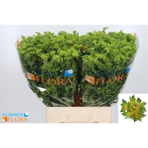 BUPLEURUM ROTUNDIFOL