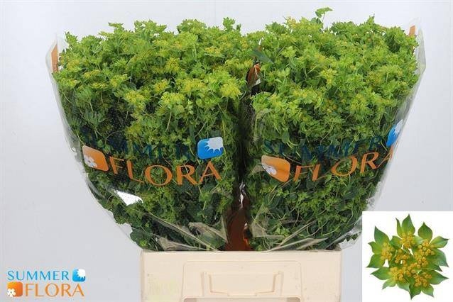 <h4>BUPLEURUM ROTUNDIFOL</h4>