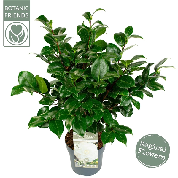 <h4>Camellia jap. 'Nuccio's Gem' Premium</h4>