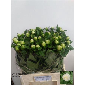 Paeo L Duches D Nemo