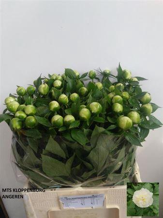 <h4>Paeo L Duches D Nemo</h4>