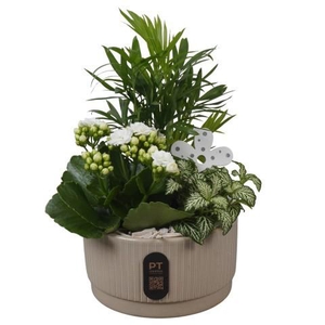 PTIB5106 Arrangement Indoor in keramiek schaal