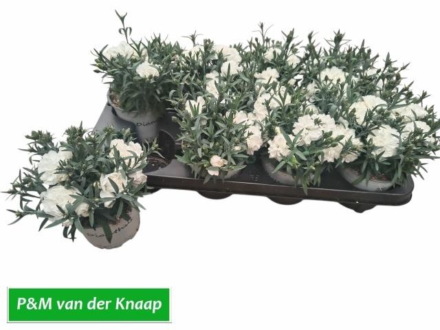 <h4>DIAN S TR WITTA</h4>