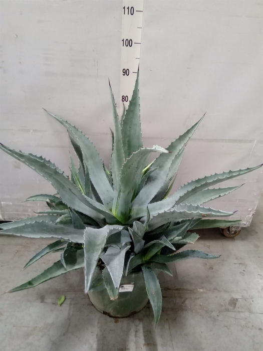 <h4>Agave   ...</h4>