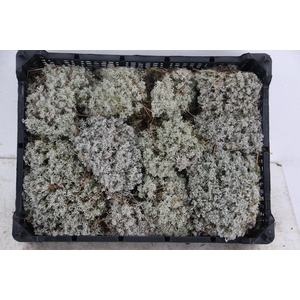 SILVER MOSS