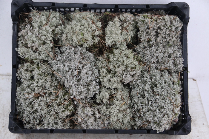 <h4>SILVER MOSS</h4>