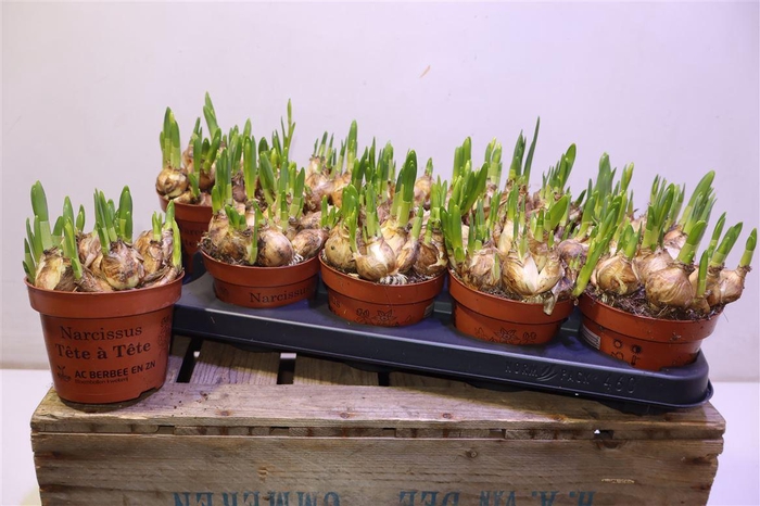 <h4>Narc O Tete A Tete</h4>