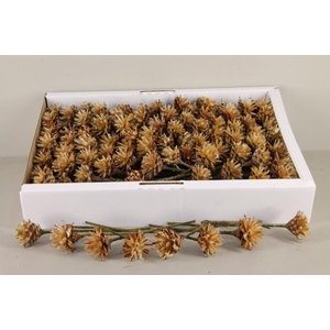 DF Plumosum Natural (100p)