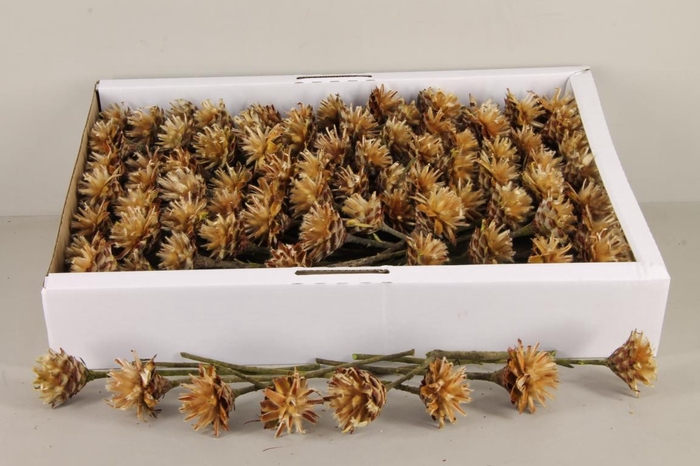 <h4>DF Plumosum Natural (100p)</h4>