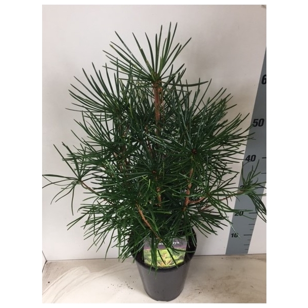 <h4>Sciadopitys verticillata</h4>