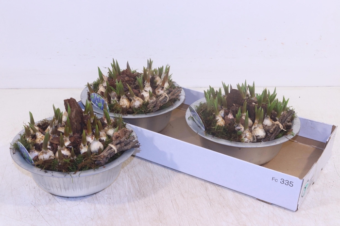 <h4>ARR MUSCARI</h4>