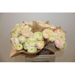 Ran Cloni Ex Pink Sb12